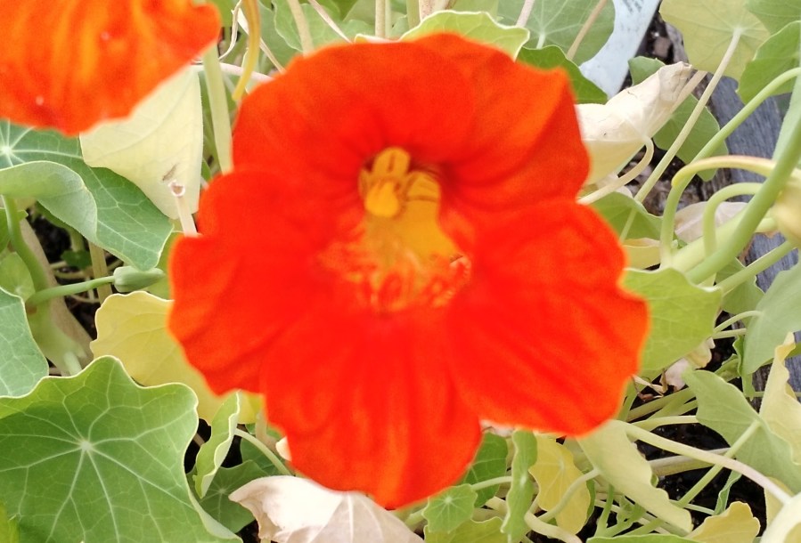 A Response about&nbsp;Biology