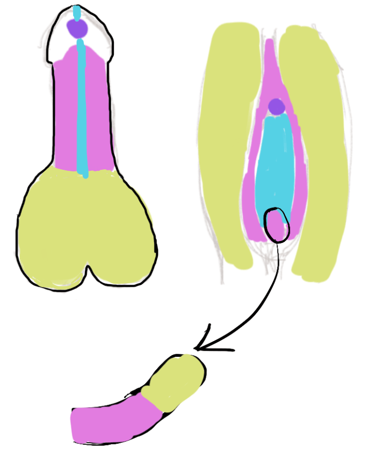 vaginoplasty_grafts-e1499070088301.png